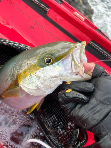 ヒラマサの釣果