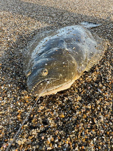 ヒラメの釣果