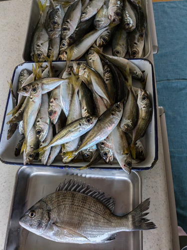 アジの釣果