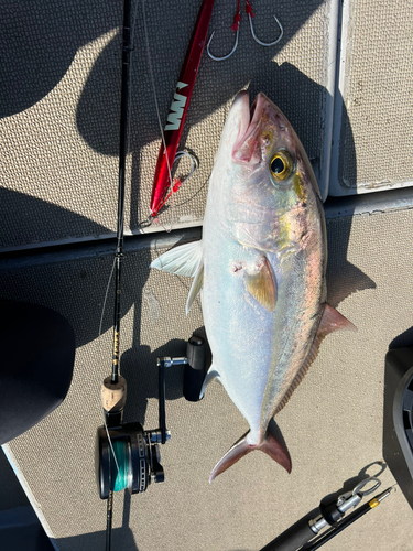 カンパチの釣果