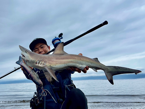 サメの釣果