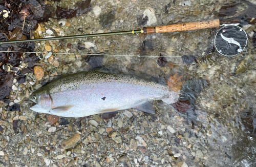 ニジマスの釣果