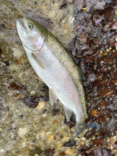 ニジマスの釣果