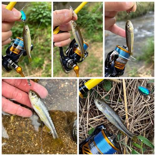 カワムツの釣果