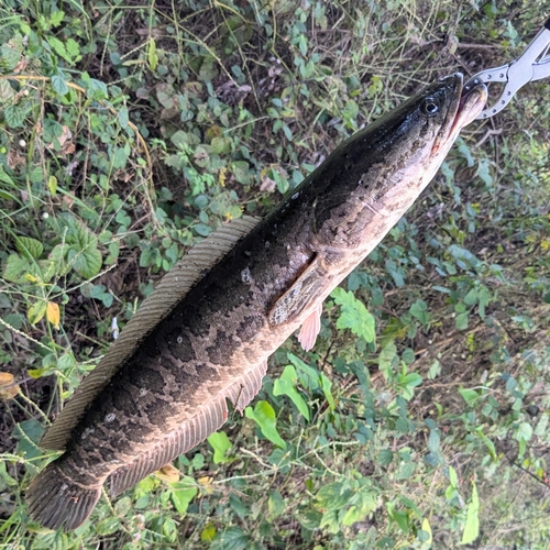 ライギョの釣果