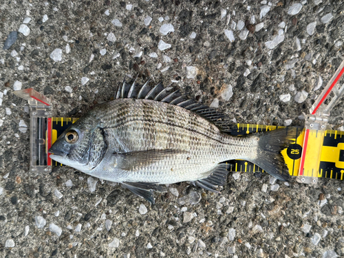 クロダイの釣果