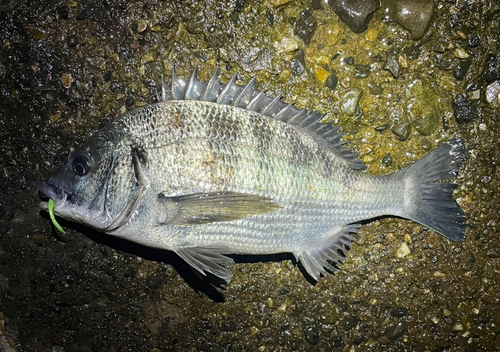 クロダイの釣果