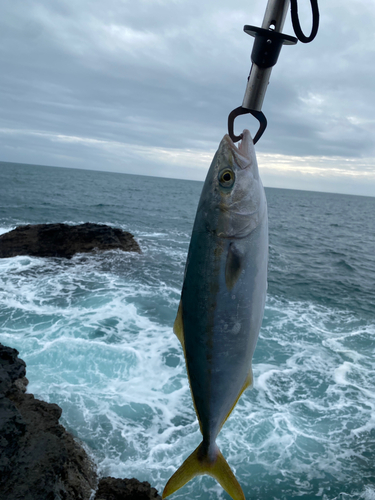 ネリゴの釣果