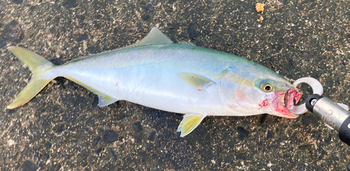 イナダの釣果