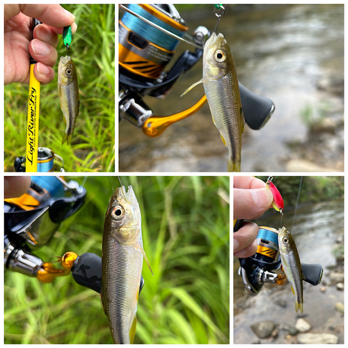 カワムツの釣果