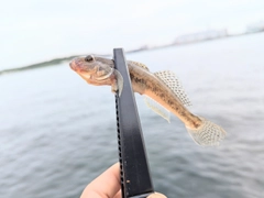 マハゼの釣果