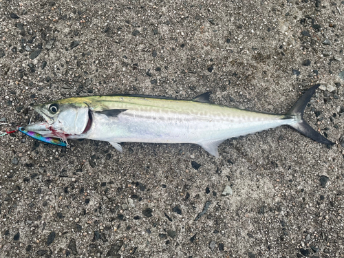 サゴシの釣果