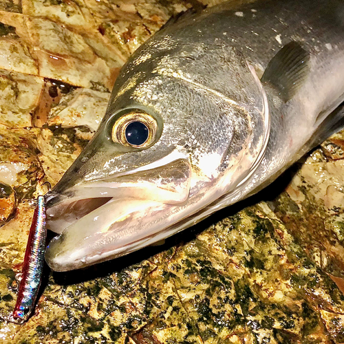 ヒラスズキの釣果