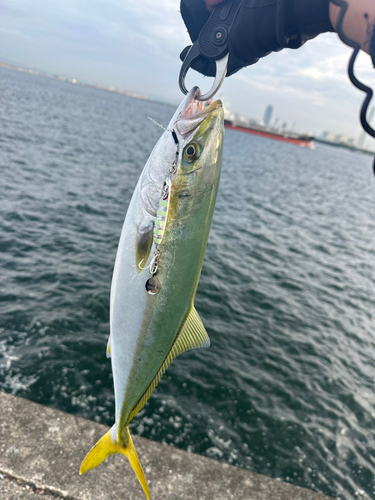 ハマチの釣果