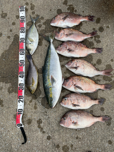 マダイの釣果