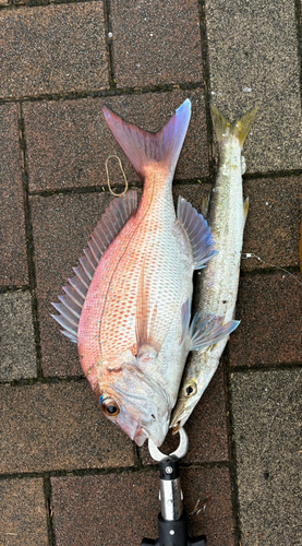 タイの釣果