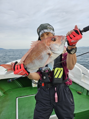 マダイの釣果