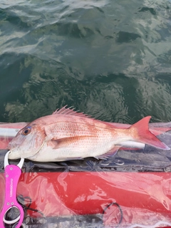 マダイの釣果