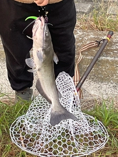 アメリカナマズの釣果