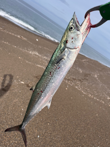 サゴシの釣果