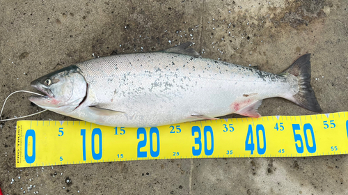 カラフトマスの釣果