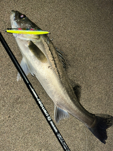 スズキの釣果