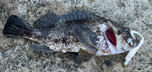 オウゴンムラソイの釣果