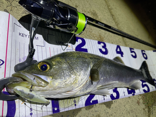 シーバスの釣果