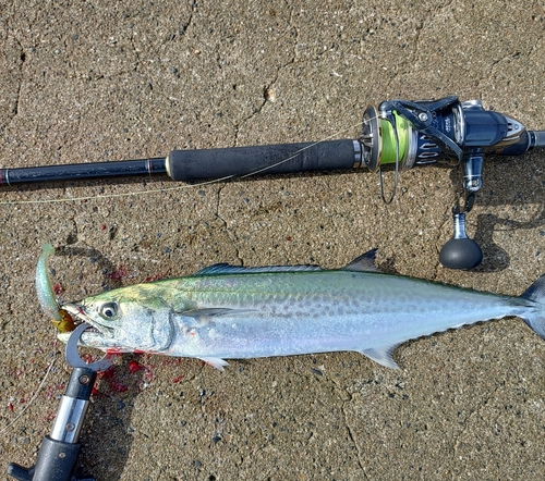 サゴシの釣果