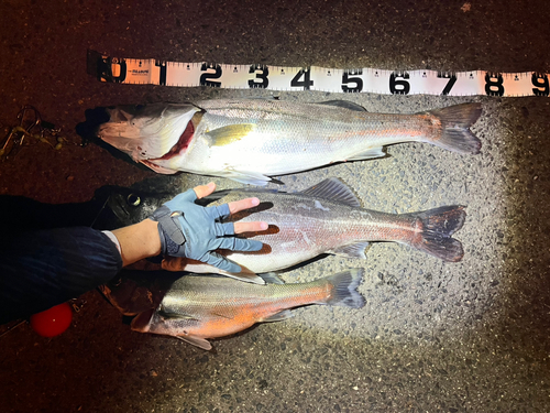 シーバスの釣果