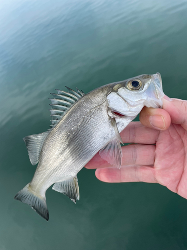 セイゴ（マルスズキ）の釣果