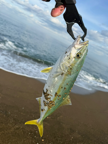 イナダの釣果