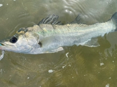 シーバスの釣果