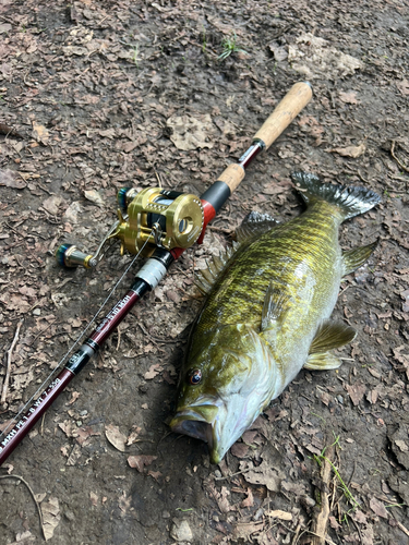 スモールマウスバスの釣果