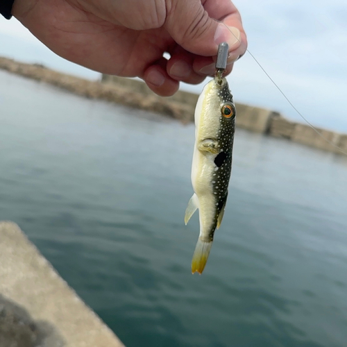 クサフグの釣果