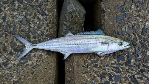 サゴシの釣果