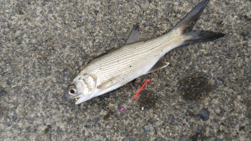 ツバメコノシロの釣果