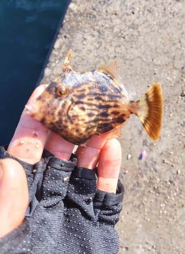 カワハギの釣果