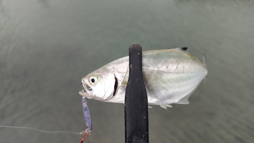 イケカツオの釣果