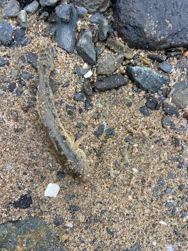 マハゼの釣果