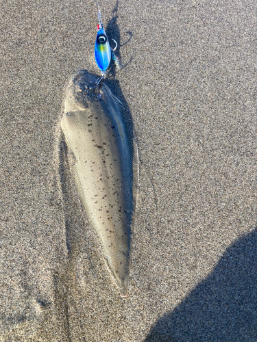 シタビラメの釣果