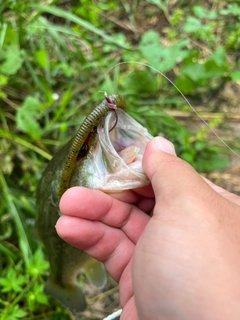 ブラックバスの釣果