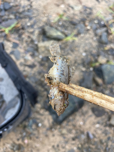 マハゼの釣果