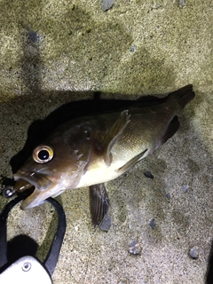 エゾメバルの釣果