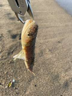 エソの釣果