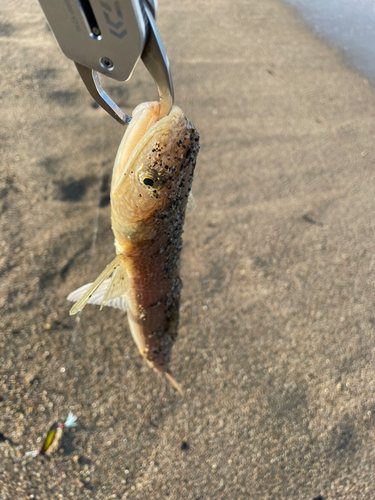 雄物川河口