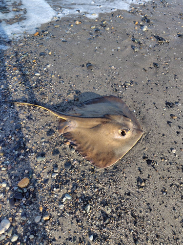 エイの釣果