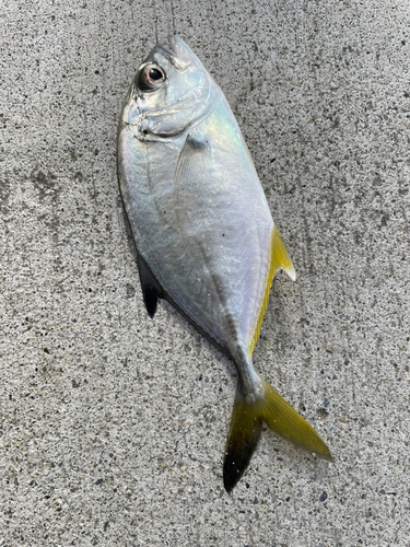 セイゴ（マルスズキ）の釣果