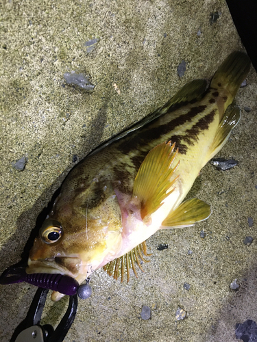 シマゾイの釣果