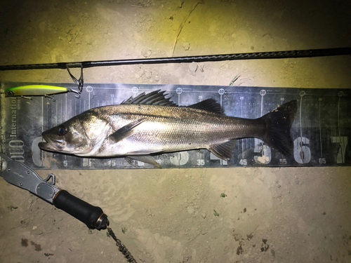 シーバスの釣果